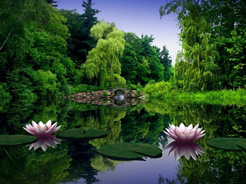 How to Clean Your Outdoor PondEfficiently