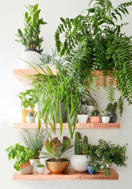 Indoor Plants – How to Decorate Your Home with Air-Purifying Indoor Plants