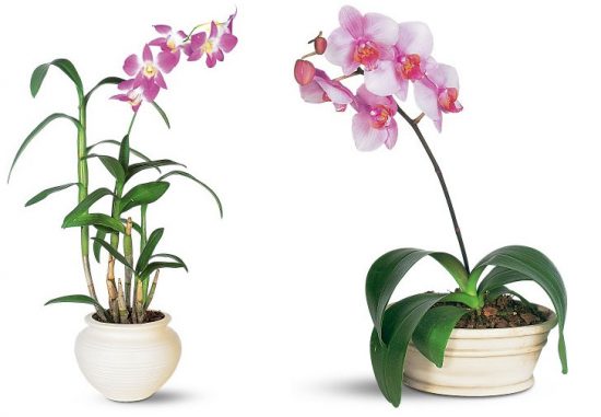 Indoor Plants – How to Decorate Your Home with Air-Purifying Indoor Plants