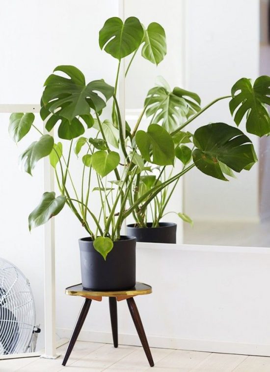 Indoor Plants – How to Decorate Your Home with Air-Purifying Indoor Plants