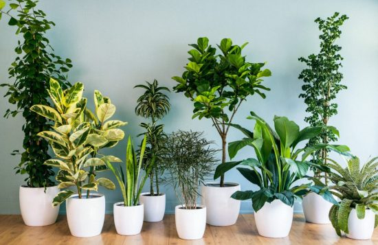 Indoor Plants – How to Decorate Your Home with Air-Purifying Indoor Plants