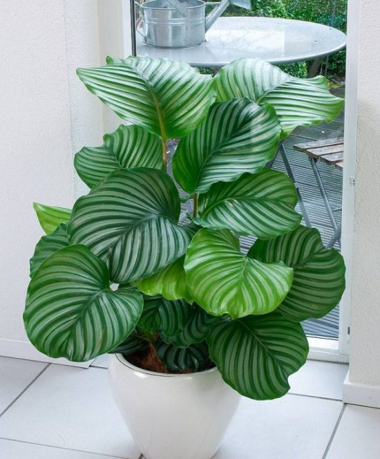 Indoor Plants – How to Decorate Your Home with Air-Purifying Indoor Plants