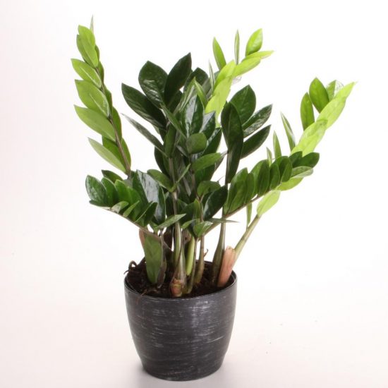 Indoor Plants – How to Decorate Your Home with Air-Purifying Indoor Plants