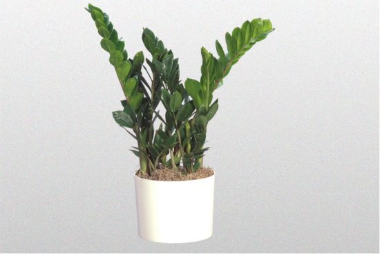 Indoor Plants – How to Decorate Your Home with Air-Purifying Indoor Plants
