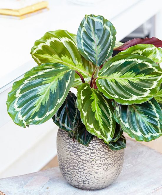 Indoor Plants – How to Decorate Your Home with Air-Purifying Indoor Plants