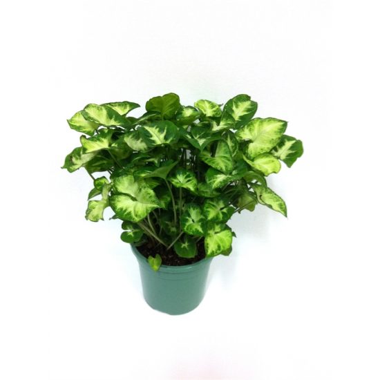 Indoor Plants – How to Decorate Your Home with Air-Purifying Indoor Plants