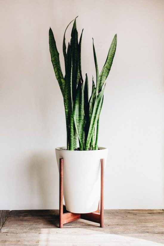 Indoor Plants – How to Decorate Your Home with Air-Purifying Indoor Plants