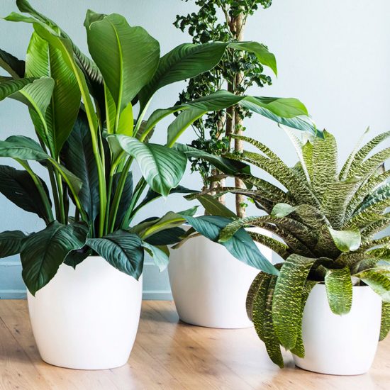 Indoor Plants – How to Decorate Your Home with Air-Purifying Indoor Plants
