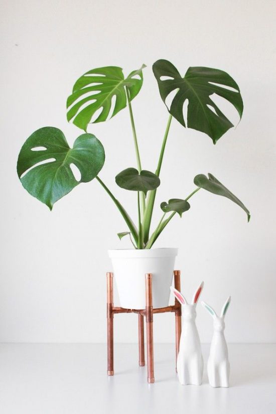 Indoor Plants – How to Decorate Your Home with Air-Purifying Indoor Plants